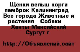 Щенки вельш корги пемброк Калининград - Все города Животные и растения » Собаки   . Ханты-Мансийский,Сургут г.